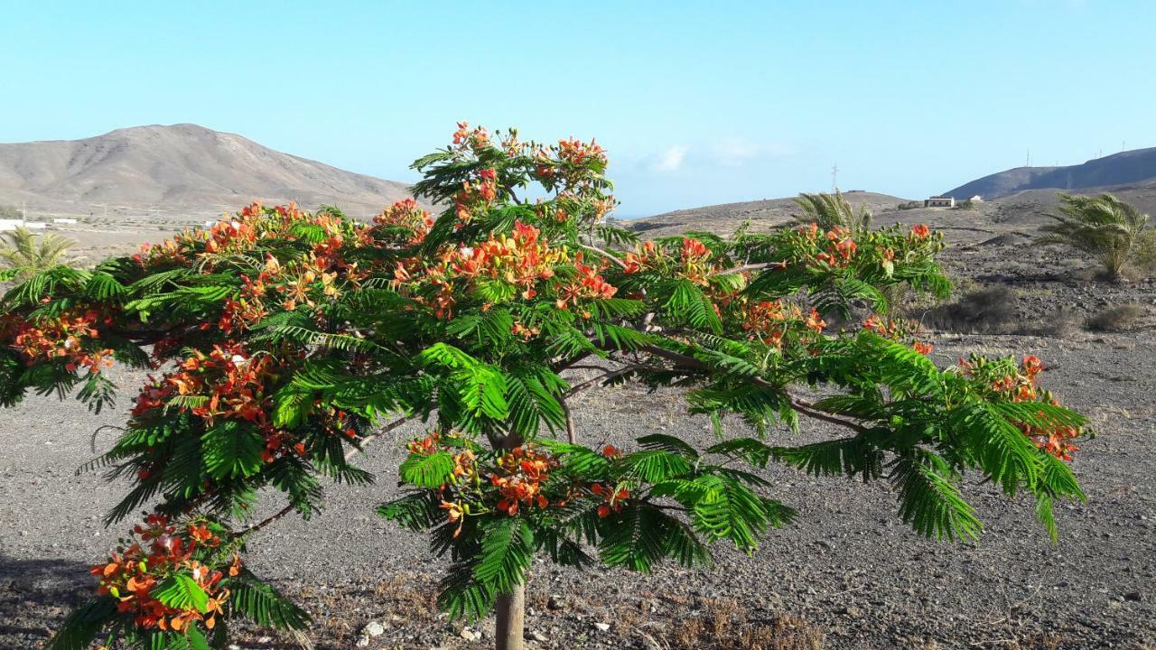 Finca Los Rosales Lajita Exteriér fotografie